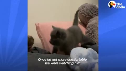 Woman Finds Spicy Kitten Under Trash Can | The Dodo Faith = Restored