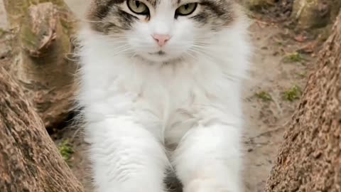 Cheerful cat dance top...