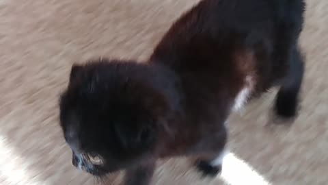 My cat just goes