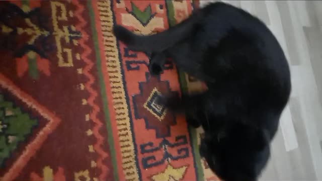 angry kitty bites