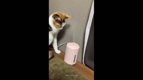 Funniest Cats 😹- Best Of The 2022 Funny Cat Videos 😂- Funny Cats HD