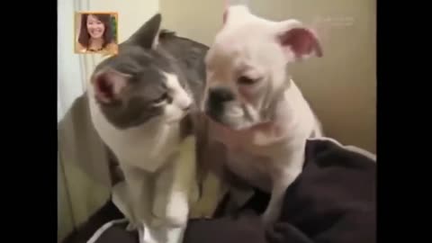 beautiful cat and dog on the playground