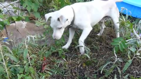Jack-Russell-Terriervs.Crawfish
