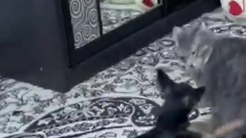 Funniest animals 2024