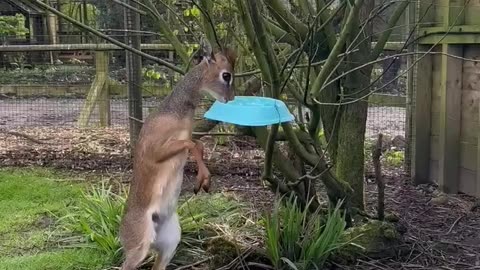 When Trying to Steal Someone Else's Food Backfires