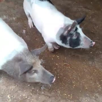 Porquinhos na fazenda