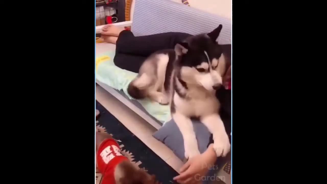 Funny Animal videos