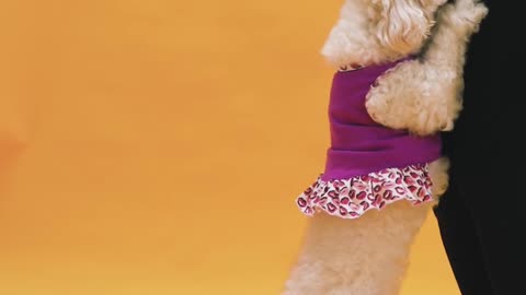 smart puppy so cute 2021