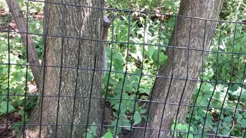 Squirrel kissena park