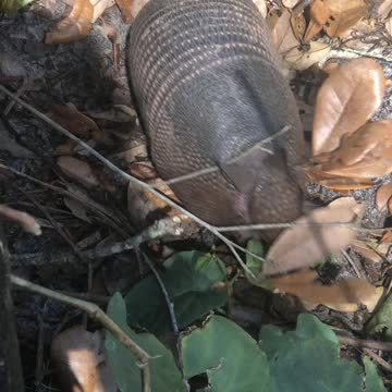 9 Banded Armadillo up close