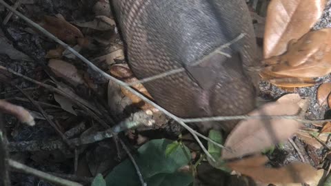 9 Banded Armadillo up close