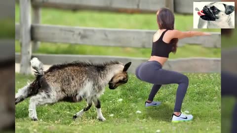 Funny video Sheep Attacking People