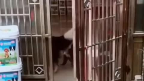 Funny Dog Videos