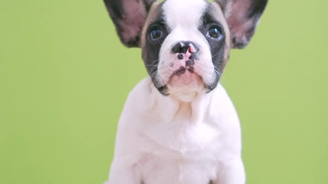Lovely dog getting ready for a close-up