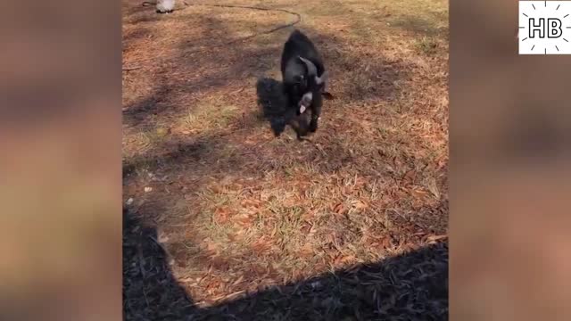 Funny Farm Fails