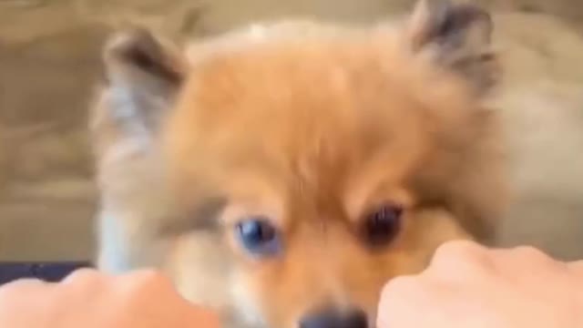 You Laugh Follow - You Giggle LIKE