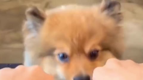 You Laugh Follow - You Giggle LIKE