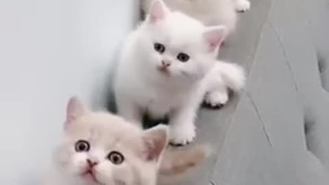 Cute cats dancing 😍