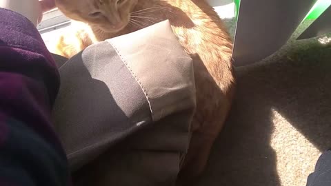 Sunbathing Kitty