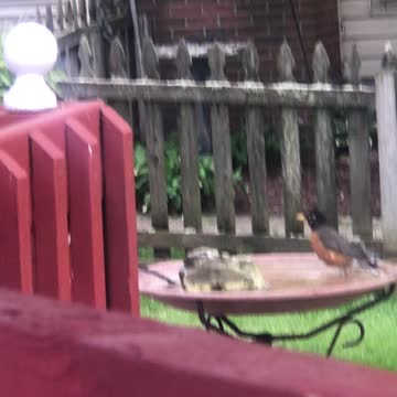 Rockin Robin doing the birdbath dance