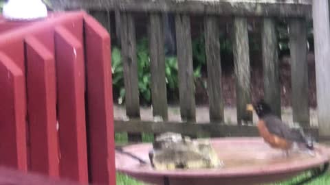 Rockin Robin doing the birdbath dance