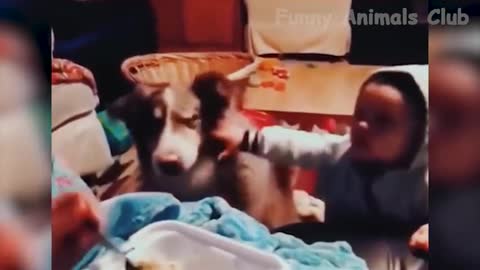 funny animal vedio