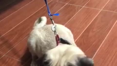 trained pug