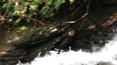 The Cascades Trail, waterfall, Blue Ridge Parkway