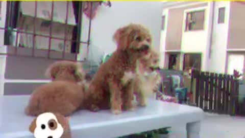 My cutest dog 🐩🐩😍