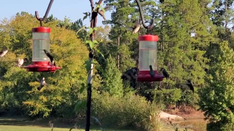 Hummingbirds Galore!!!