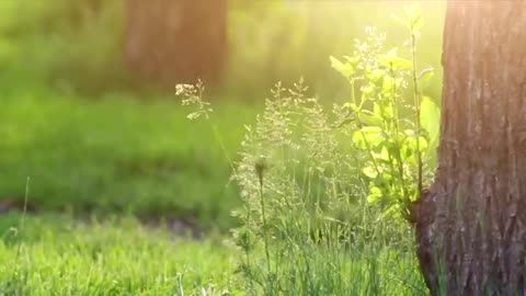 Gently Soothing and Relaxing