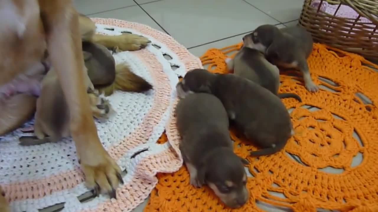 Talking dog - Ninão refuses to pay pension