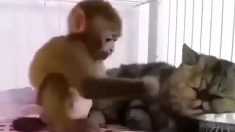 Cat and baby monkeys funny movement 🥰🤣🤣