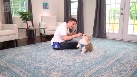 How to Teach your Puppy to INSTANTLY Sit Still and Pay Attention