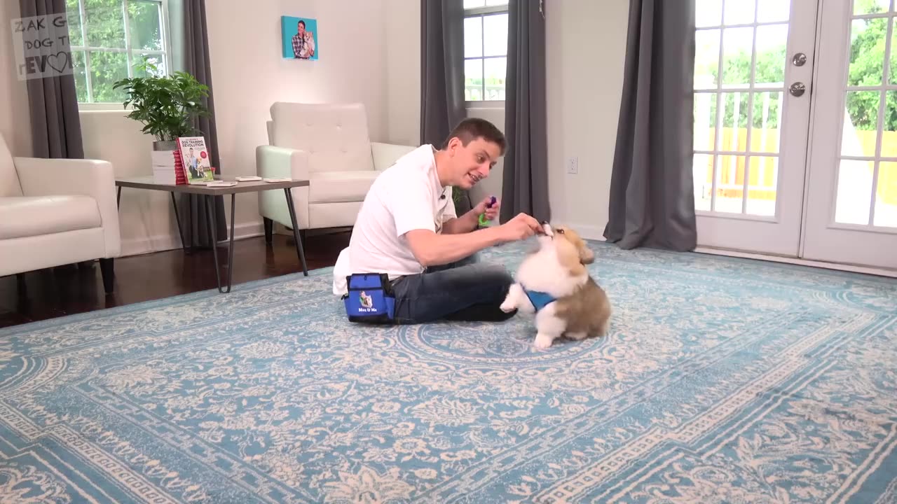 How to Teach your Puppy to INSTANTLY Sit Still and Pay Attention