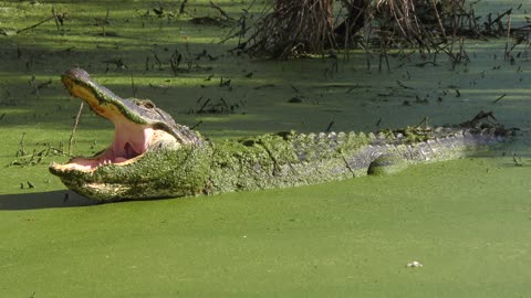 American Alligator with it's mouth wide open