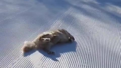 Dog strangely sliding down a snowy hill