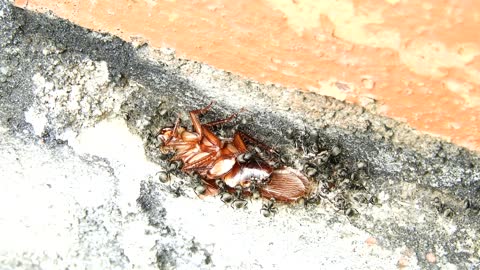 By watching this video, you will know that ants are heroes