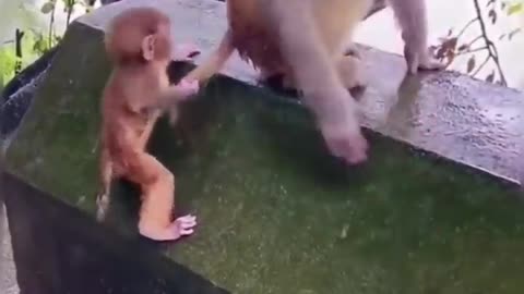 Best funny animal videos