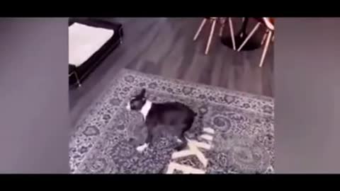 🤣 Funniest 🐶 Dog - Awesome Funny Pet Animals Videos
