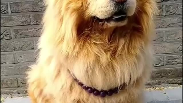 Compilation of Funny DOG Videos!