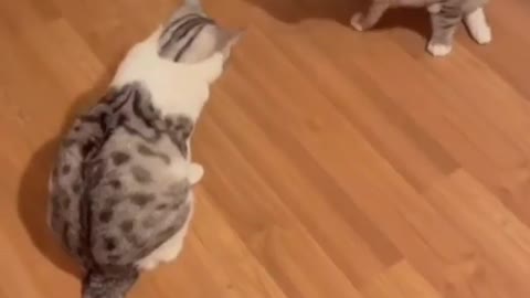 Funny cute cats you will die from laughing
