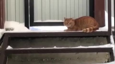 very funny fat cat)