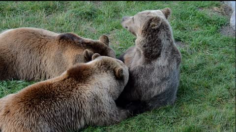 Watch the bears play with each other