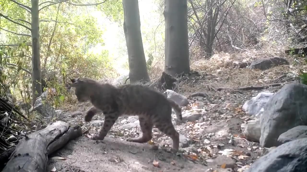 Bobcat vs Rattlesnake