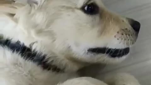 Adorable Golden Retriever Thinks He's The Boss