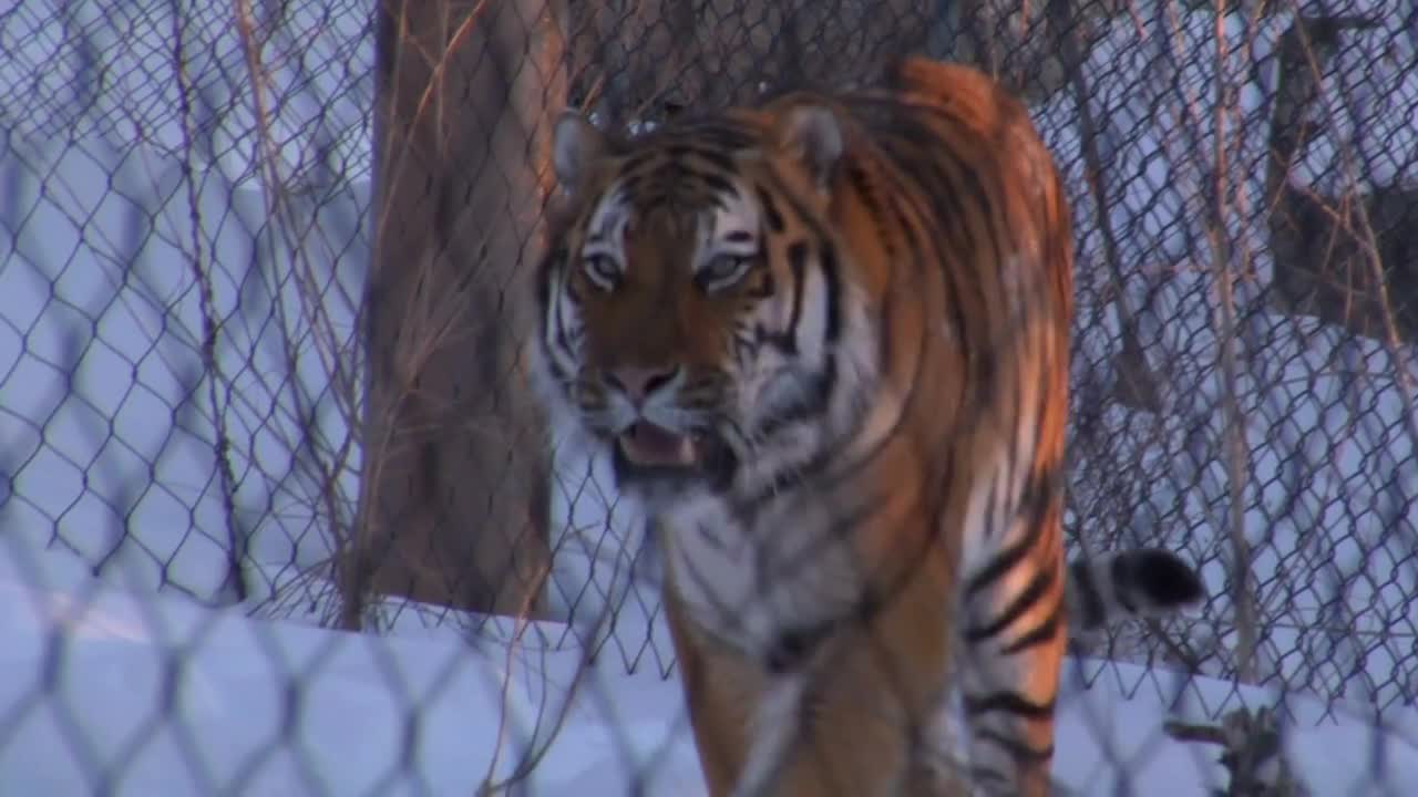 Tiger Walks Through Snow Behind Chain-link Fence