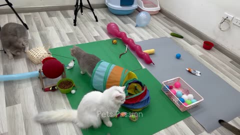 Funniest Animals Hilarious Cats and Dogs