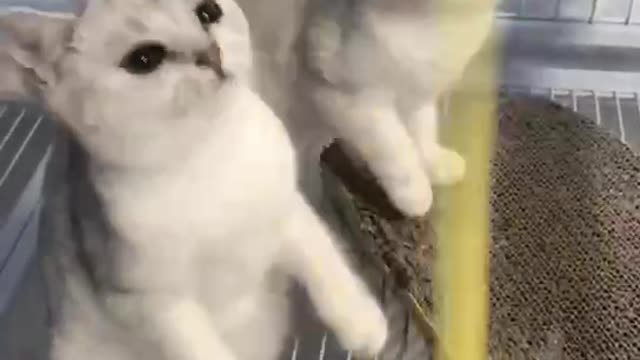 Two cute little guys want to get toys