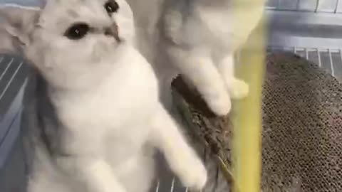 Two cute little guys want to get toys